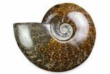 Polished Ammonite (Cleoniceras) Fossil - Madagascar #375984-1